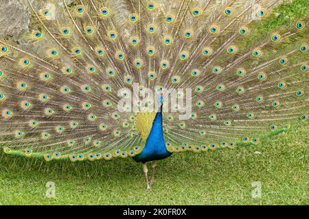 Ein blauer Pfau, der seinen Schwanz auf grünem Gras fächeln kann Stockfoto