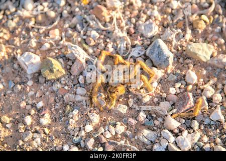 Tarantula mit einem Bein auf der Seite in Tucson, Arizona, getrennt. Tote Tarantula in Nahaufnahme vor dem trockenen felsigen Hintergrund. Stockfoto