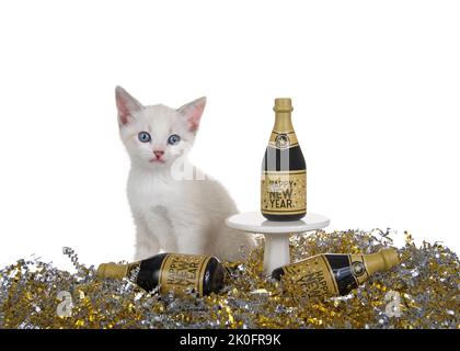 Siam Mix Kätzchen sitzend in silbernen und goldenen Konfetti, Miniaturflaschen Wein mit Happy New Years Labels, zwei seitlich liegend und ein stehend o Stockfoto