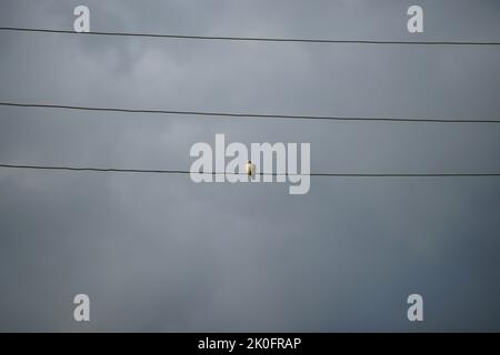 Eine Taube sitzt auf einem elektrischen Draht gegen einen dunkelgrauen, wolkigen Himmel. Stockfoto