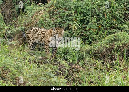 Jaguar, Panthera onca, Erwachsener beim Spazierengehen in der Vegetation am Flussufer, Pantanal, Brasilien Stockfoto