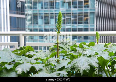 Große, grüne Pflanze, die auf dem Balkon wächst, und blühende Blumen. Fenster mit Wolkenkratzern im Hintergrund. Natur in der Stadt. Stockfoto