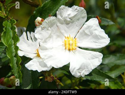 Romneya, eine Gattung von blühenden Pflanzen, die zur Familie der Mohnblumen gehören. Sie sind allgemein als Matilija-Mohnblumen oder Baummohnblumen bekannt, die in Kalifornien heimisch sind Stockfoto