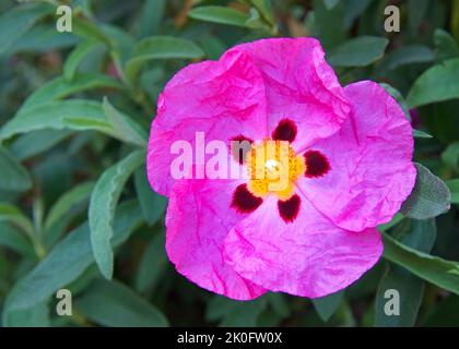 Nahaufnahme eines Cistus perpureus, violette Felsenrose, blühende Blume mit frischen grünen Blättern dahinter. Ein Sonne- und hitzeliebender Strauch mit auffältig rosa-violett Stockfoto