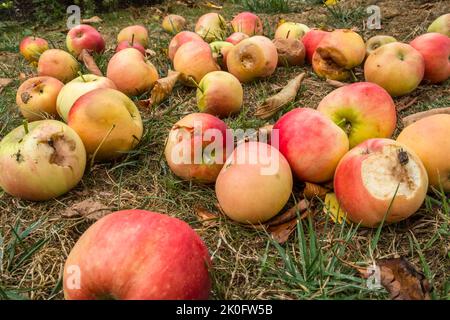 Im September fielen Windfall-Äpfel auf den Boden. Suffolk, Großbritannien. Stockfoto