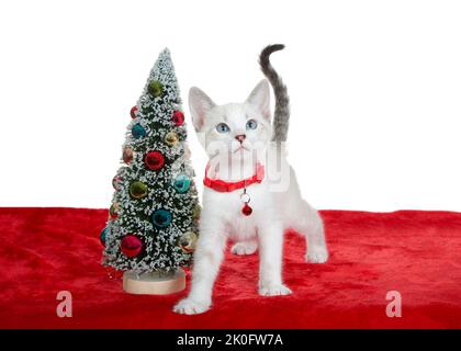 Entzückende Siam Mix Kätzchen tragen einen roten Kragen mit Glocke stehen auf rotem Samt neben winzigen Weihnachtsbaum mit Ornamenten, Blick auf die Zuschauer ri Stockfoto