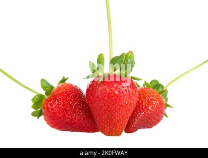 Drei große frische rote Bio-Erdbeeren mit Stielen und Blättern, isoliert auf Weiß. Stockfoto