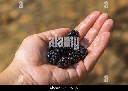 Bio-Obst in der Hand der Frau. Bauern reichen mit frisch geernteten Früchten. Frische Brombeeren aus biologischem Anbau. Selektiver Fokus, unscharfer Hintergrund Stockfoto