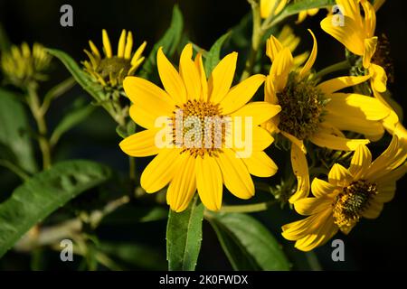 Eine Nahaufnahme einer falschen Sonnenblume/rauer Oxeye-Blume Stockfoto