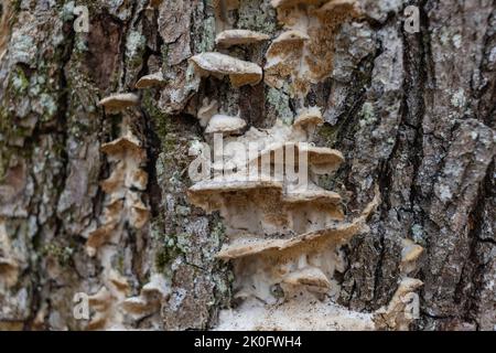 Großer parasitärer Pilz, der auf Baumstämmen wächst. Zunder-Pilz, Hufpilz, Zunder-Conk, Zunder-Polypore oder Eismann-Pilz Stockfoto