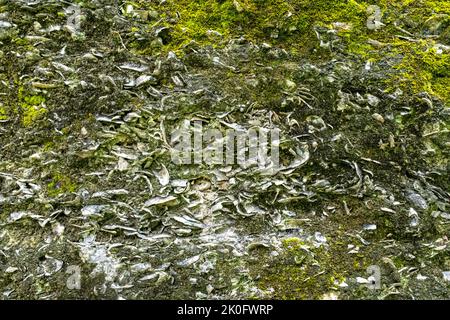 Tabby-Mauern an einer historischen Festung in South Carolina. Stockfoto