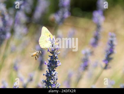 Phoebis sennae, der wolkenlose Schwefelschmetterling, der Nektar aus purpurnen Lavendelblüten trinkt, während eine Honigbiene vorbeischwirrt und fliegt. Stockfoto