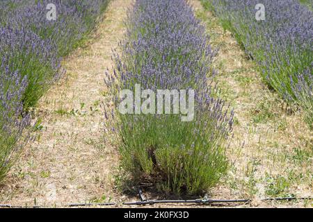 Reihen von frisch blühenden Lavendelblüten mit Bewässerung auf dem Boden Stockfoto