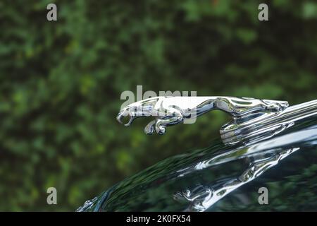 Polen, Warschau -18. August 2022. Jaguar Kfz-Schild, Nahaufnahme. Jaguar Motorhaubenemblem. Grüne Bäume Hintergrund Stockfoto