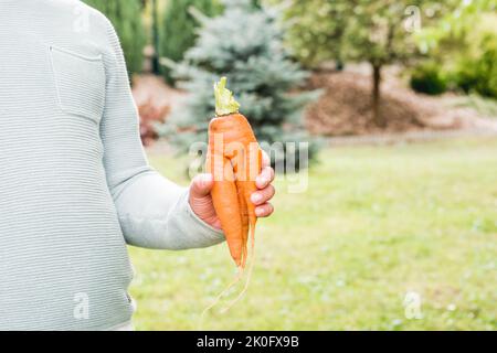 Gemüse mit seltsamer Form in der Hand des Kindes. Junge, der im Garten steht und unperfektes Stück selbstgewachsene Karotte zeigt. Beta-Carotin-Quelle. Stockfoto