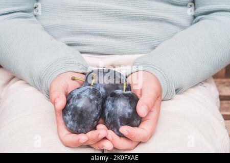 Junge hält organische Pflaumen in den Händen. Einkaufen auf dem lokalen Markt vom Bauern. Detail von selbst angebauten saftig reifen Früchten. Kinder pflücken, Ernte von Getreide. Stockfoto