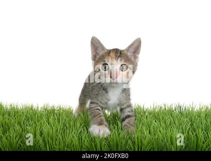 Portrait eines entzückenden calico tabby Mix Kätzchen, das auf frischem, grünem Gras, isoliert auf Weiß, nach vorne hüpft. Direkter Blick auf den Betrachter. Stockfoto