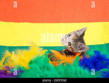 Entzückende tabby Calico Mischung Kätzchen trägt einen roten Kragen mit Glocke weg Blick nach hinten auf den Betrachter, umgeben von bunten Federn und ein Teil von R Stockfoto