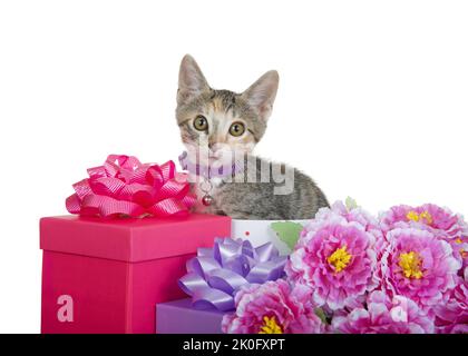 Entzückende tabby Calico Mischung Kätzchen trägt einen lila Kragen mit Glocke spähen aus einem Geschenk umgeben von bunten Geschenk-Boxen und ein Bouquet von Flow Stockfoto