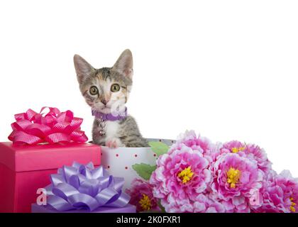 Entzückende tabby Calico Mischung Kätzchen trägt einen lila Kragen mit Glocke spähen aus einem Geschenk umgeben von bunten Geschenk-Boxen und ein Bouquet von Flow Stockfoto