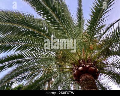 Nahaufnahme der Palme, Ansicht von unten Stockfoto
