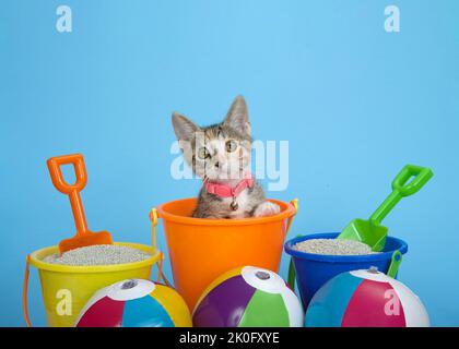 Tabby Calico Kätzchen gucken aus einem Orang-Sandeimer mit Kitty-Wurf in Eimern mit Schaufeln, kleinen bunten Strandbällen. Blauer Hintergrund. Stockfoto