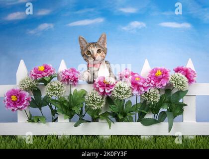 Calico Tabby mischt Kätzchen mit pinkem Kragen, die über einen weißen Zaun mit lila und weißen Blüten gucken, unten grünes Gras. Blau Stockfoto