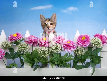 Calico Tabby mischt Kätzchen mit pinkem Kragen, die über einen weißen Zaun mit lila und weißen Blüten gucken. Blauer Himmel wie Hintergrund. Stockfoto