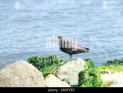 Ein schwarzer Austernfänger, der an einer felsigen Küste mit Moos und blauem Wasser im Hintergrund steht. Stockfoto