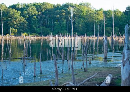 Tote Baumstämme ragen während eines ungewöhnlich trockenen Sommers im Manasquan Reservoir in Howell, New Jersey, USA -21 aus dem Wasser Stockfoto