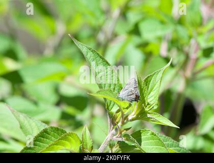 Profil eines grauen Haarstreifenschmetterlings, der auf einem Salbeiblatt der Ananas thront. Auch als die Bohne lycaenid oder Baumwolle quadratische Borer. Stockfoto