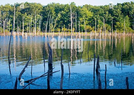 Tote Baumstämme ragen während eines ungewöhnlich trockenen Sommers im Manasquan Reservoir in Howell, New Jersey, USA -22 aus dem Wasser Stockfoto