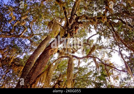 Spanisches Moos hängt von lebenden Eichen im May Day Park, 8. September 2022, in Daphne, Alabama. Der Park wurde 1887 gegründet. Stockfoto