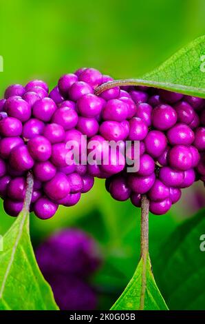 Die amerikanische Beautyberry (Callicarpa americana), auch bekannt als französische Maulbeere, ist mit Beeren beladen, am 8. September 2022, in Daphne, Alabama, abgebildet. Stockfoto