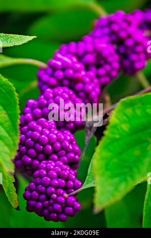 Die amerikanische Beautyberry (Callicarpa americana), auch bekannt als französische Maulbeere, ist mit Beeren beladen, am 8. September 2022, in Daphne, Alabama, abgebildet. Stockfoto