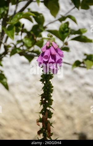 Fingerhut-Digitalis purpurea-Blume-Violet Stockfoto