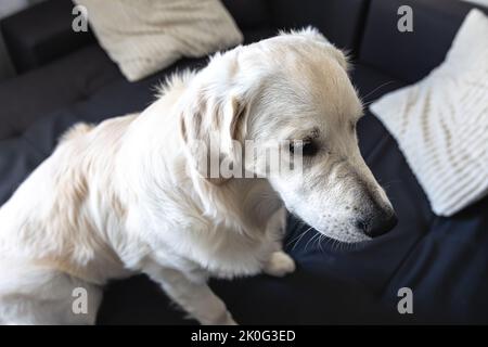 Hund labrador Nahaufnahme im Inneren des Hauses. Stockfoto