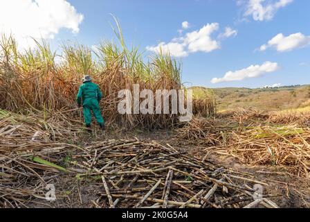 Zuckerrohr. Arbeiter, die am 15. Dezember 2012 in Duas Estradas, Paraiba, Brasilien, von Hand Bio-Zuckerrohr ernten. Stockfoto