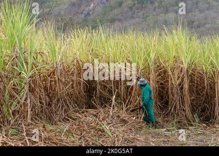 Zuckerrohr. Arbeiter, die am 15. Dezember 2012 in Duas Estradas, Paraiba, Brasilien, von Hand Bio-Zuckerrohr ernten. Stockfoto