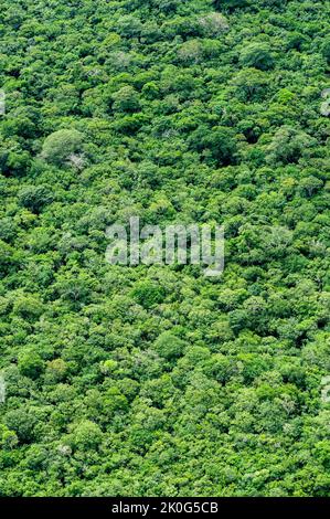 Brasilianischer Regenwald. Luftaufnahme, die eine Textur mit den Bäumen des Atlantischen Waldes bildet, João Pessoa, Paraíba, Brasilien. Stockfoto