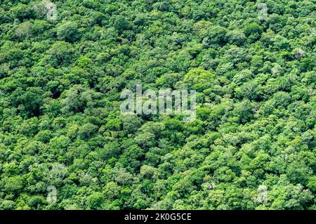 Brasilianischer Regenwald. Luftaufnahme, die eine Textur mit den Bäumen des Atlantischen Waldes bildet, João Pessoa, Paraíba, Brasilien. Stockfoto