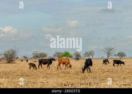 Rinder weiden in der Trockenzeit im Caatinga-Biom in Uirauna, Paraíba, Brasilien am 16. Oktober 2011. Stockfoto