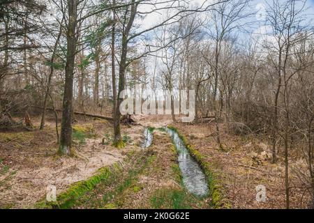 Schmutzige Straße Rut im Wald in Dänemark Stockfoto