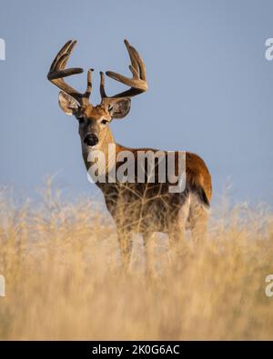 Buck-Weißschwanzhirsch (odocoileus virgnianus) mit breiter Seite und samtigem Geweih Colorado, USA Stockfoto