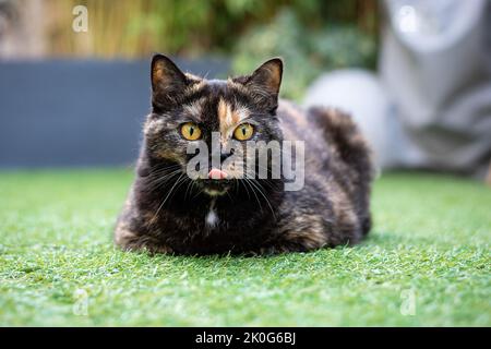 Lustige Katze sitzt im Gras mit der Zunge heraus. Britische Kurzhaar ragt aus der Zunge. Stockfoto