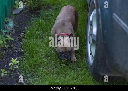 Neugierig Brown französisch Bulldogge Jagd, nette französisch Bulldogge spielen. Sommer auf dem Land Stockfoto