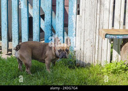 Neugierig Brown französisch Bulldogge Jagd, nette französisch Bulldogge spielen. Sommer auf dem Land Stockfoto