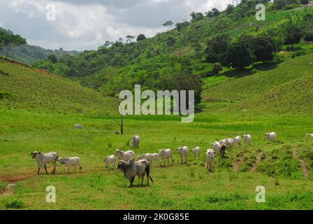 Vieh. Nelore-Rinder in Piloes, Paraíba, Brasilien am 23. März 2007. Stockfoto