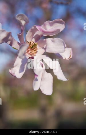 Magnolia x loebneri „Leonard Messel“ Blüte im Frühjahr. Stockfoto