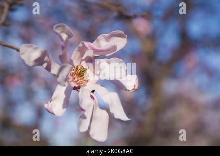 Magnolia x loebneri „Leonard Messel“ Blüte im Frühjahr. Stockfoto